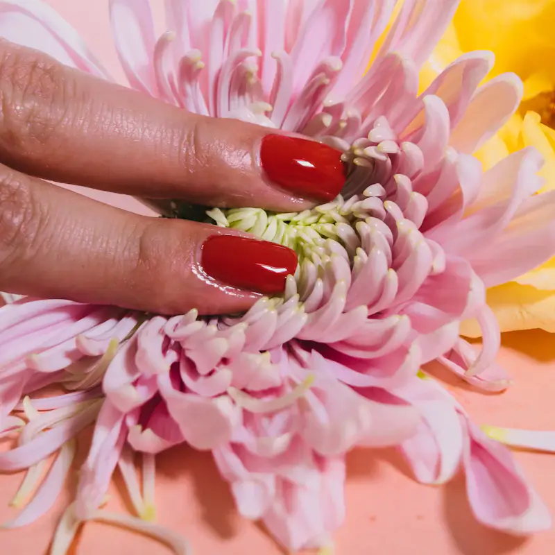 Red nails pressing into a pink chrysanthemum